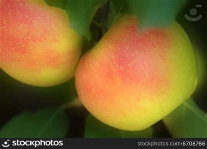 Close-up of two apples on a tree