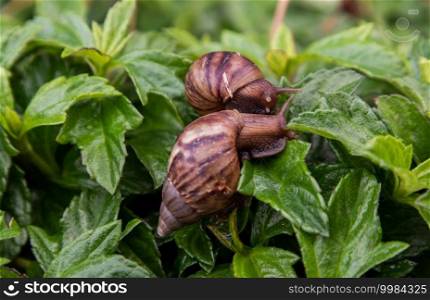 Close-up of Two dark achatina snail with brown striped shell crawls over the Green bush. The concept runs slowly, Selective focus.