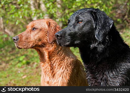 Close up of two dogs