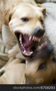 Close-up of two dogs fighting