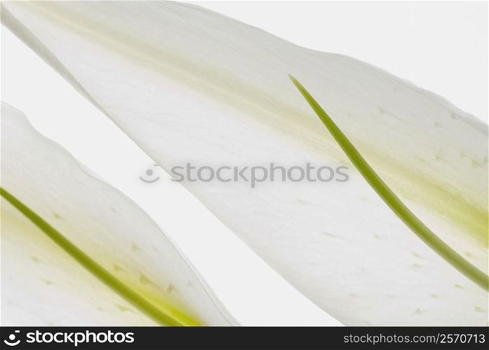 Close-up of two flower petals