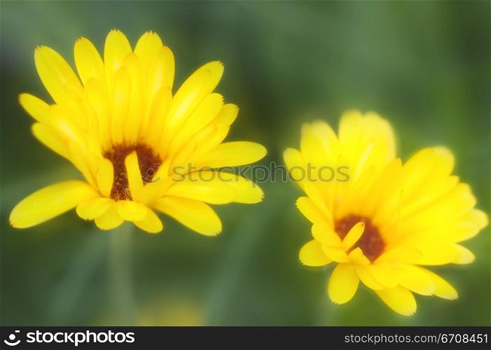 Close-up of two flowers