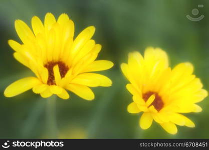 Close-up of two flowers