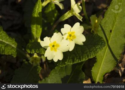Close up of two flowers of Primula vulgaris, common or English primrose.