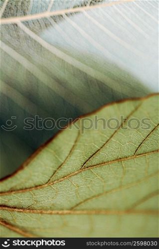 Close-up of two leaves