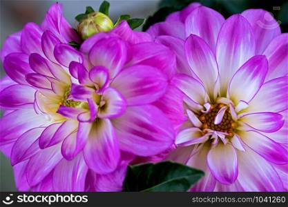 close up of two open dahlias blossoms, one still closed