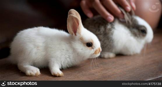 Close-up of two pet baby rabbits, Thailand
