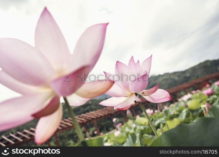 Close-up of two pink lotus flowers on a lake, China