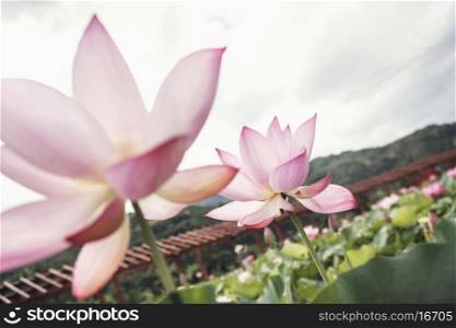 Close-up of two pink lotus flowers on a lake, China