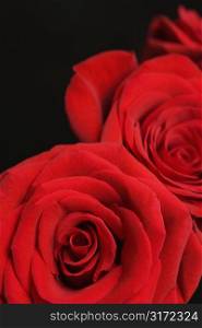 Close-up of two red roses against black background.