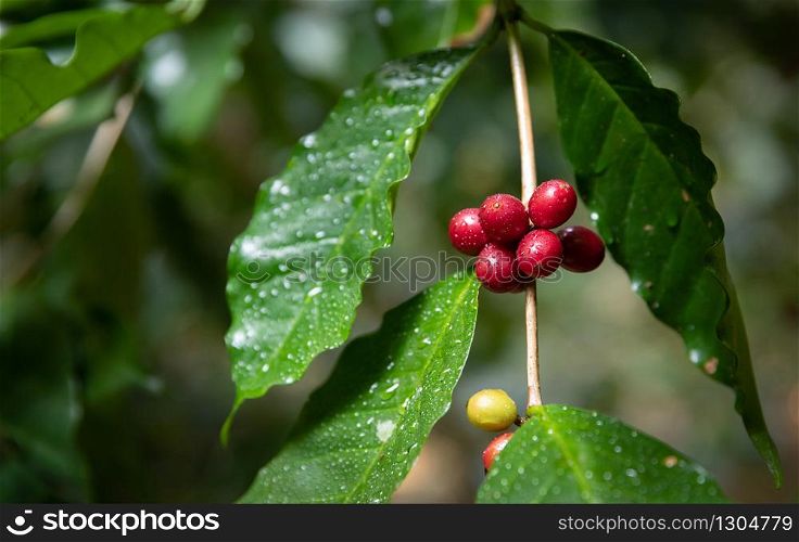 Close up of Typica red cherry kind of coffee bean on branch by planting mixed substances with forests and source of organic coffee,industry agriculture in the North of thailand.