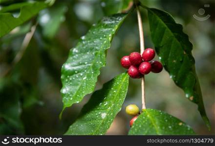 Close up of Typica red cherry kind of coffee bean on branch by planting mixed substances with forests and source of organic coffee,industry agriculture in the North of thailand.