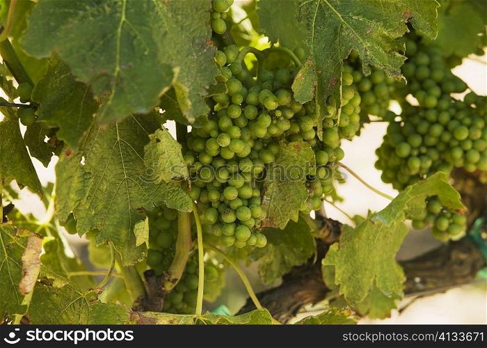 Close-up of unripe grapes on grapevine