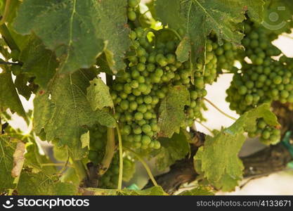 Close-up of unripe grapes on grapevine