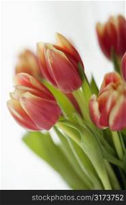Close up of variegated red and yellow tulip flowers.