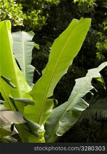 Close up of vegetation in Bali