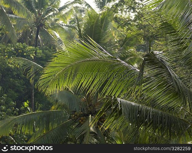 Close up of vegetation in Bali