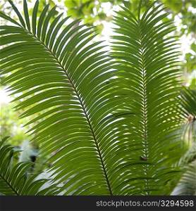 Close up of vegetation in Costa Rica