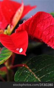 Close-up of vibrant red poinsettia and water drops