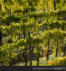 Close-up of vines growing at vineyard, Tuscany, Italy