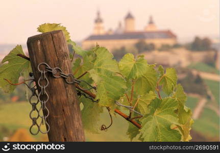 Close up of vines growing on wooden post with remote village in background