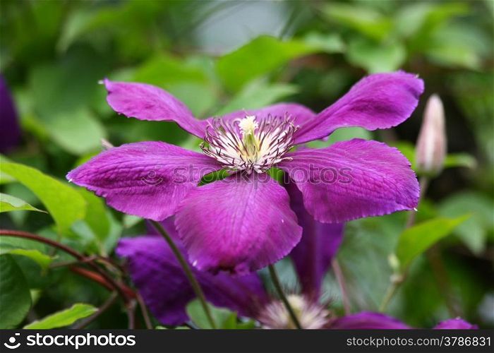 Close up of violet clematis in the rural garden