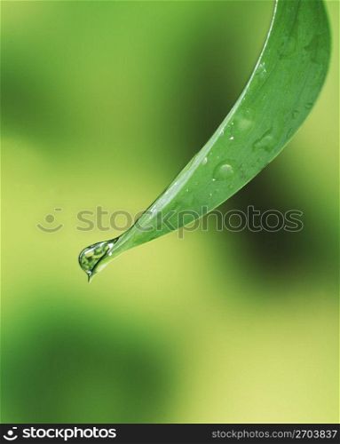 Close up of water droplet on a leaf
