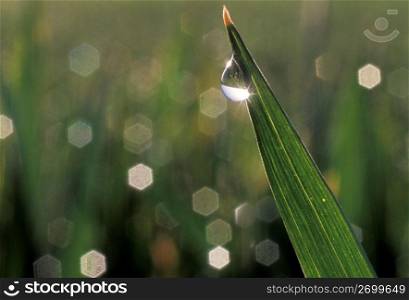 Close up of water droplet on blade of grass