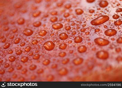 Close-up of water droplets on a wet surface