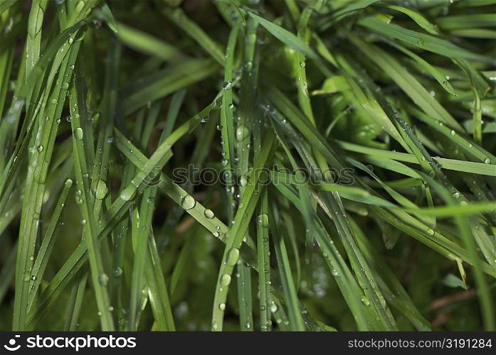 Close-up of water droplets on grass