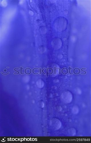 Close-up of water drops on a flower