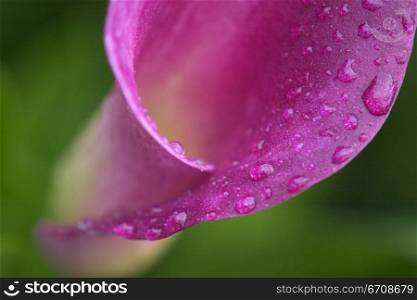 Close-up of water drops on a flower