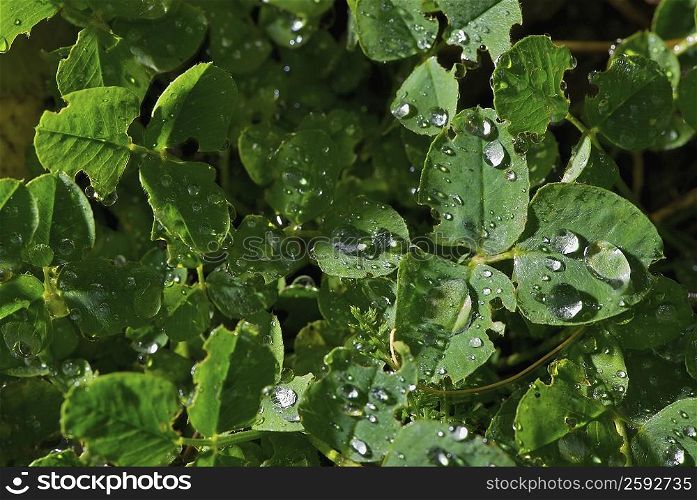 Close-up of water drops on the leaves of a plant