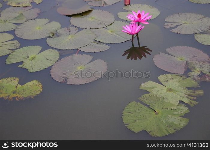 Close-up of water lilies in a pond, Angkor Wat, Siem Reap, Cambodia