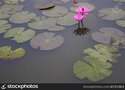 Close-up of water lilies in a pond, Angkor Wat, Siem Reap, Cambodia