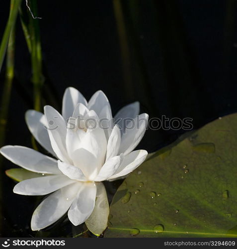 Close up of water lily at Lake of the Woods, Ontario