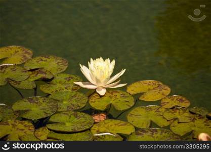 Close up of water lily on the edge of a set of floating leaves