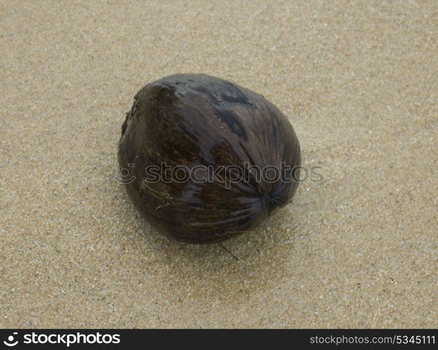 Close-up of wet coconut on beach, Koh Samui, Surat Thani Province, Thailand