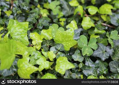 Close-up of wet leaves of plants with water drops, natural bright green background