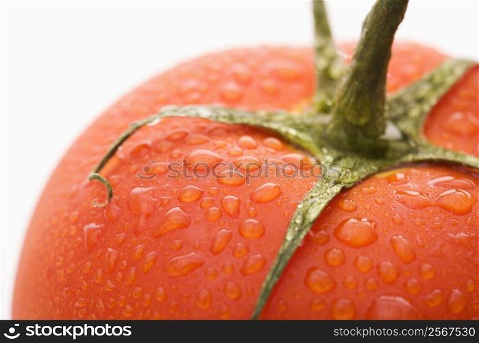 Close up of wet red ripe tomato against white background.