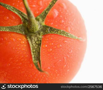 Close up of wet red ripe tomato against white background.