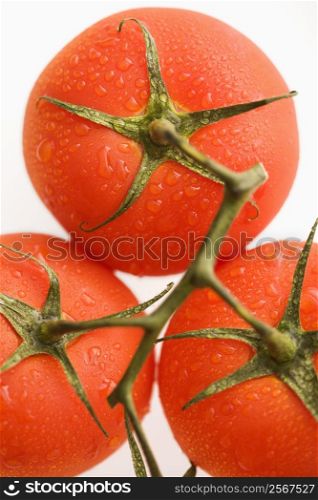Close up of wet red ripe tomatoes against white background.