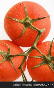 Close up of wet red ripe tomatoes against white background.