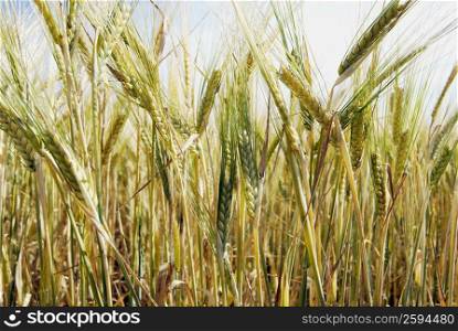 Close-up of wheat crop in a field