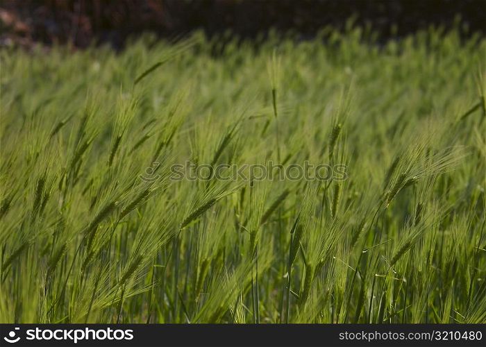 Close-up of wheat crop in a field, Annapurna Range, Himalayas, Nepal