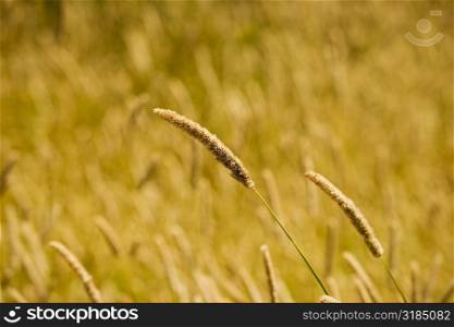 Close-up of wheat crops in a field