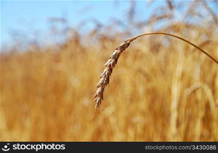 Close-up of wheat ear in the field. Wheat ear