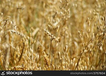 Close up of wheat for background