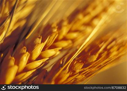 Close-up of wheat grain