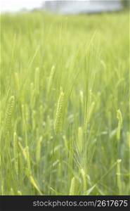 Close up of wheat in a wheat field